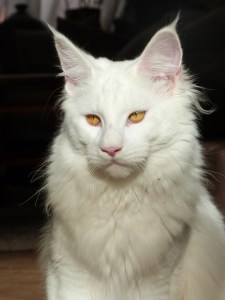Chatterie Coon Toujours, Mastok, Maine Coon mâle blanc, gros gabarit, jolie collerette, yeux cuivrés, regard sauvage, lynx tips, museau carré