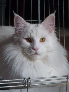 Chatterie Coon Toujours, Mastok, Maine Coon mâle blanc, gros gabarit, jolie collerette, yeux cuivrés, regard sauvage, lynx tips, museau carré