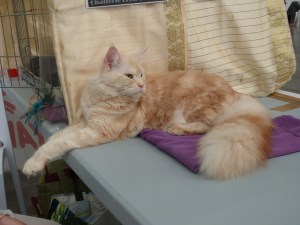 Chatterie Coon Toujours, Narnia, femelle maine coon red silver blotched tabby, exposition féline