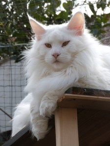 Chatterie Coon Toujours, Mastok, Maine Coon mâle blanc, gros gabarit, grosses pattes, crinière de lion, yeux cuivrés