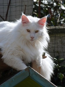 Chatterie Coon Toujours, Mastok, Maine Coon mâle blanc, gros gabarit, grosses pattes, crinière de lion, yeux cuivrés