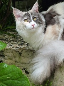 Oki-Doki, chatterie Coon Toujours, femelle maine coon black tortie smoke et blanc (merle)