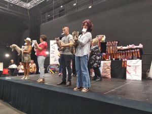 Exposition féline de Lesquin, 22 septembre 2019, Zazou, femelle maie coon, chatterie Coon Toujours