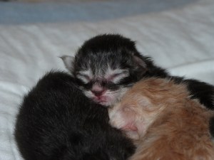 Chatterie Coon Toujours, chatons maine coon à la naissance