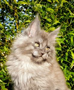 Chatterie Coon Toujours, Voodoo Night, chaton maine coon mâle, bleu smoke