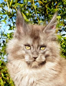Chatterie Coon Toujours, Voodoo Night, chaton maine coon mâle, bleu smoke